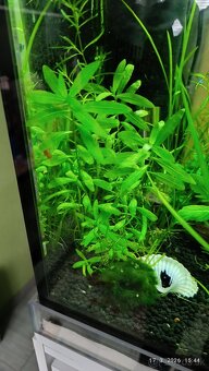 Rastliny do akvária - 3