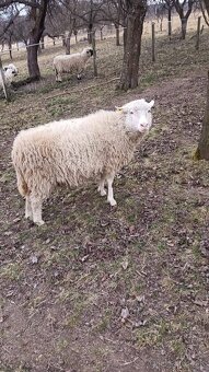 Ovce, zošľachtená valaška - 3