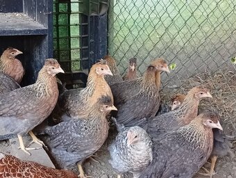 Sliepky a kohuty. - 3