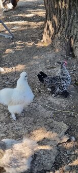 Milflerka liliputka - 3