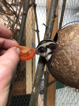 Predám chovný pár vakoveveríc (Petaurus breviceps) - 3