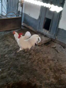 Leghorn - 3