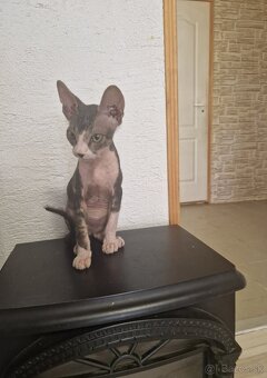 Donsky Sphynx - 3