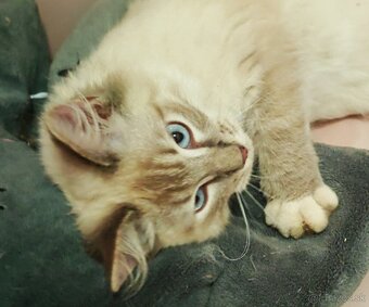 Ragdoll - 3