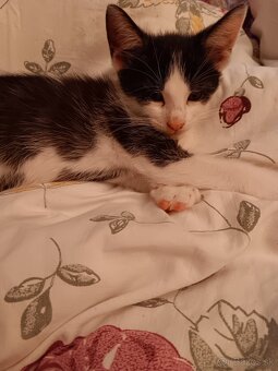 3 mesačný Kocurik - 3