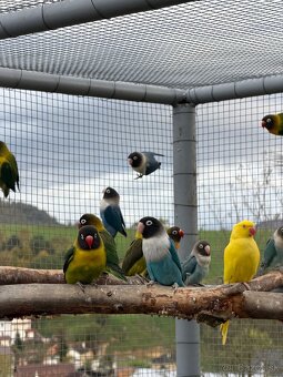 Agapornis škraboškový - 3