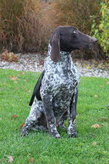 Německý krátkosrstý stavač - 3