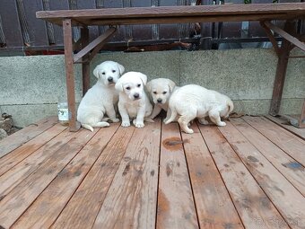 Labradorsky retriever - 3