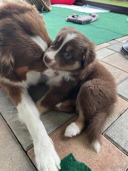 Australsky ovciak s PP - 3