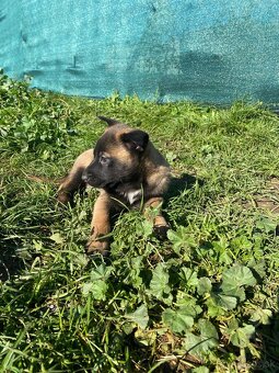 Belgický ovčiak,  Cross , Nemecký ovčiak - 3