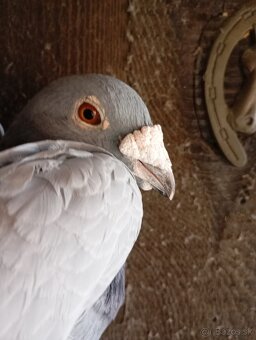 Predám poštové holuby - 3