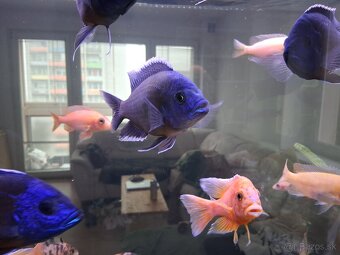 Ryby africke cichlidy - 3