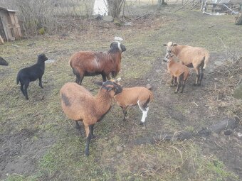 Predám vymením  Barana Kamerun. - 3