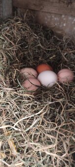 Domáce vajíčka - 3