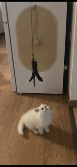 Perzské mačiatko - perzský kocúrik - 3