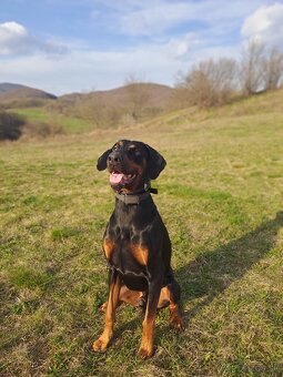 Doberman-krytie - 3