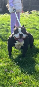 American bully na krytie - 3