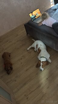 Basset - 3