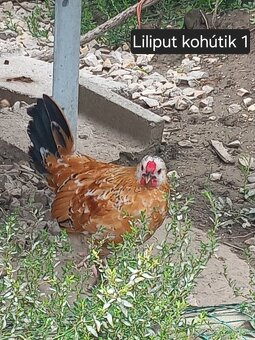 Kohútiky predaj - Holaďanka, Milferka a mix - 3