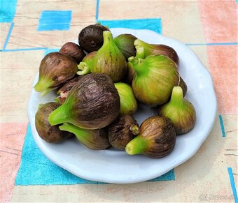 Predám figovníky - 3