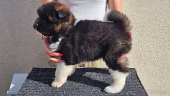Americká akita - 3