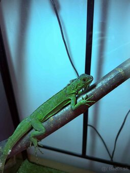 🦎 Predám leguána zeleného - 3