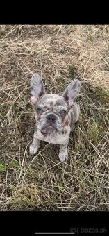 Francúzky buldoček merle - 3