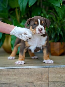 American Bully XL/XXL - 3