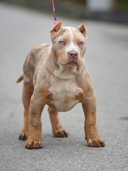 American Bully XL/XXL - 3