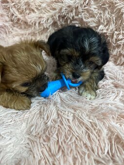 Yorkshirsky termín - 3