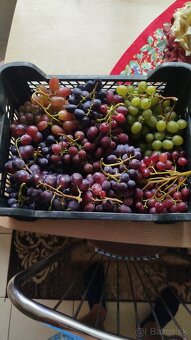 Predám odrezky viniča - 3