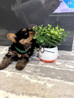 Yorkshirsky terie - 3