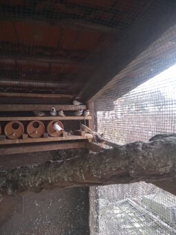 Predám papagájov kráľovských a zebričky - 3