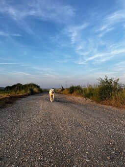 Ponúkam na krytie. - 3