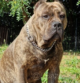 American bully xl xxl - 3