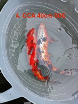 Koi Kapor - 3