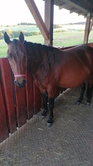 AQH 6r kobyla s USA PP - 3