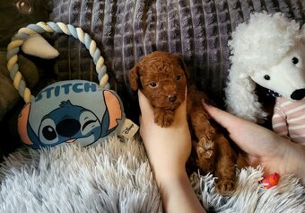 Pudlik pudel Mini toy Red ❤️ - 3
