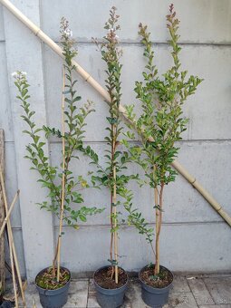 130-150 cm Myrta krepová biela aj kvitnúca - 3