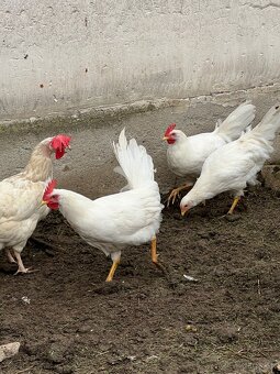 Leghorn - 3