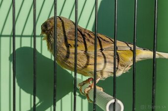 Kanárik gloster - 3