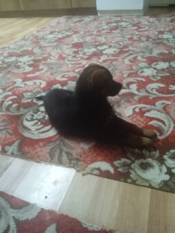 Nemecký ovčiak - 3