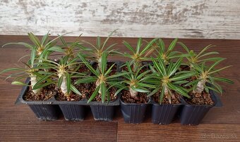 Pachypodium rosulatum - semenáče - 3