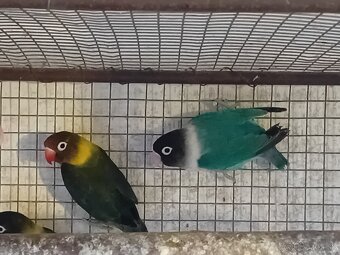 Agapornisy škraboškove - 3