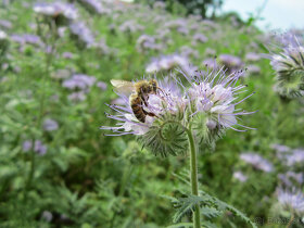 faceliový včelí med - 3