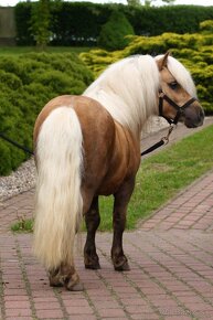 Pripustanie shetland s pp - 3