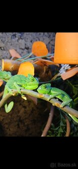 Chameleon jemensky - 3