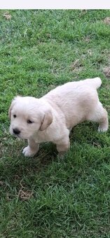 Zlatý retriever - 3