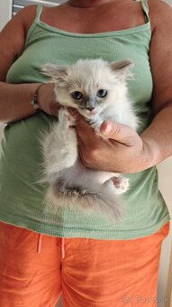 Ragdoll - 3