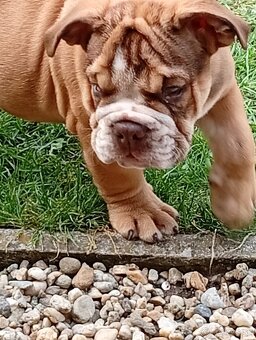 Anglicky buldog-steniatko - 3